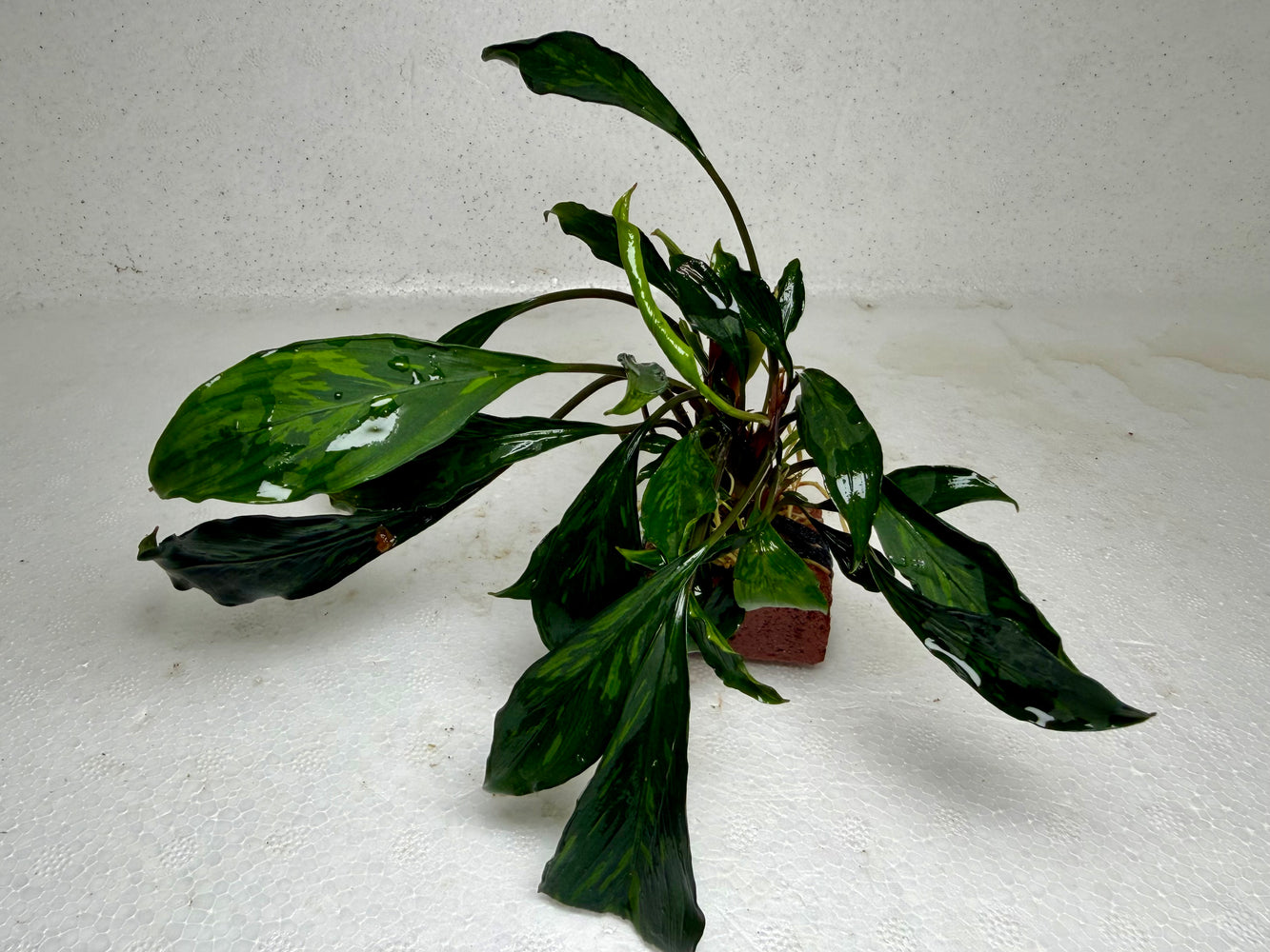 * Plants* Anubias sp. Ducky on Rock #12