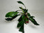 * Plants* Anubias sp. Ducky on Rock #12