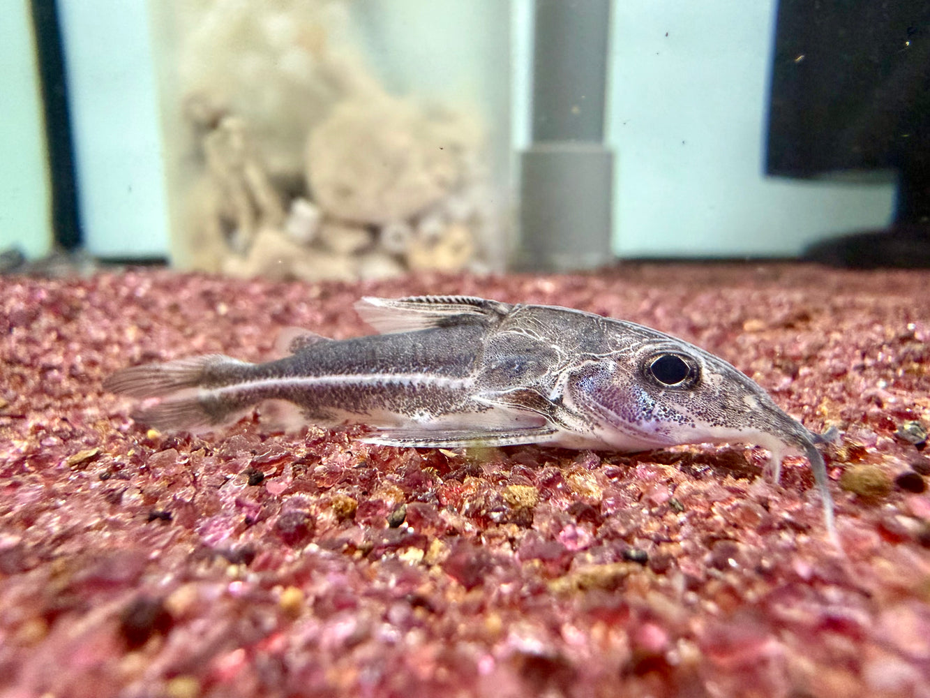 * Catfish *  Hemidoras Boulengeri (Boulenger Mouse Catfish)