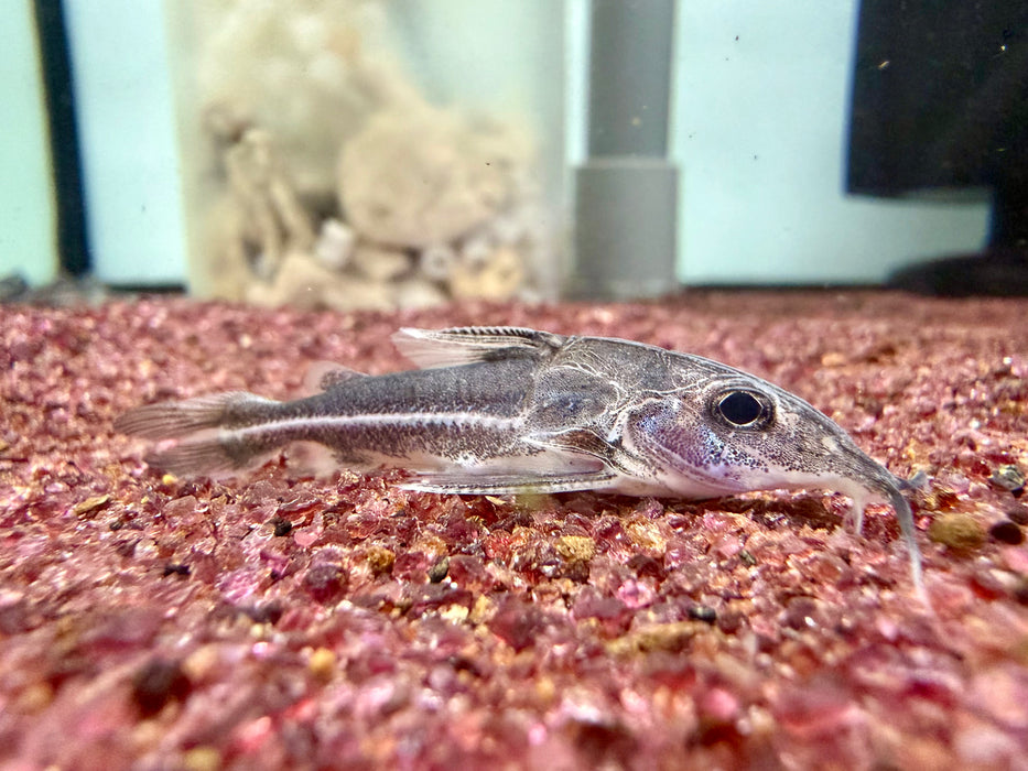 * Catfish *  Hemidoras Boulengeri (Boulenger Mouse Catfish)