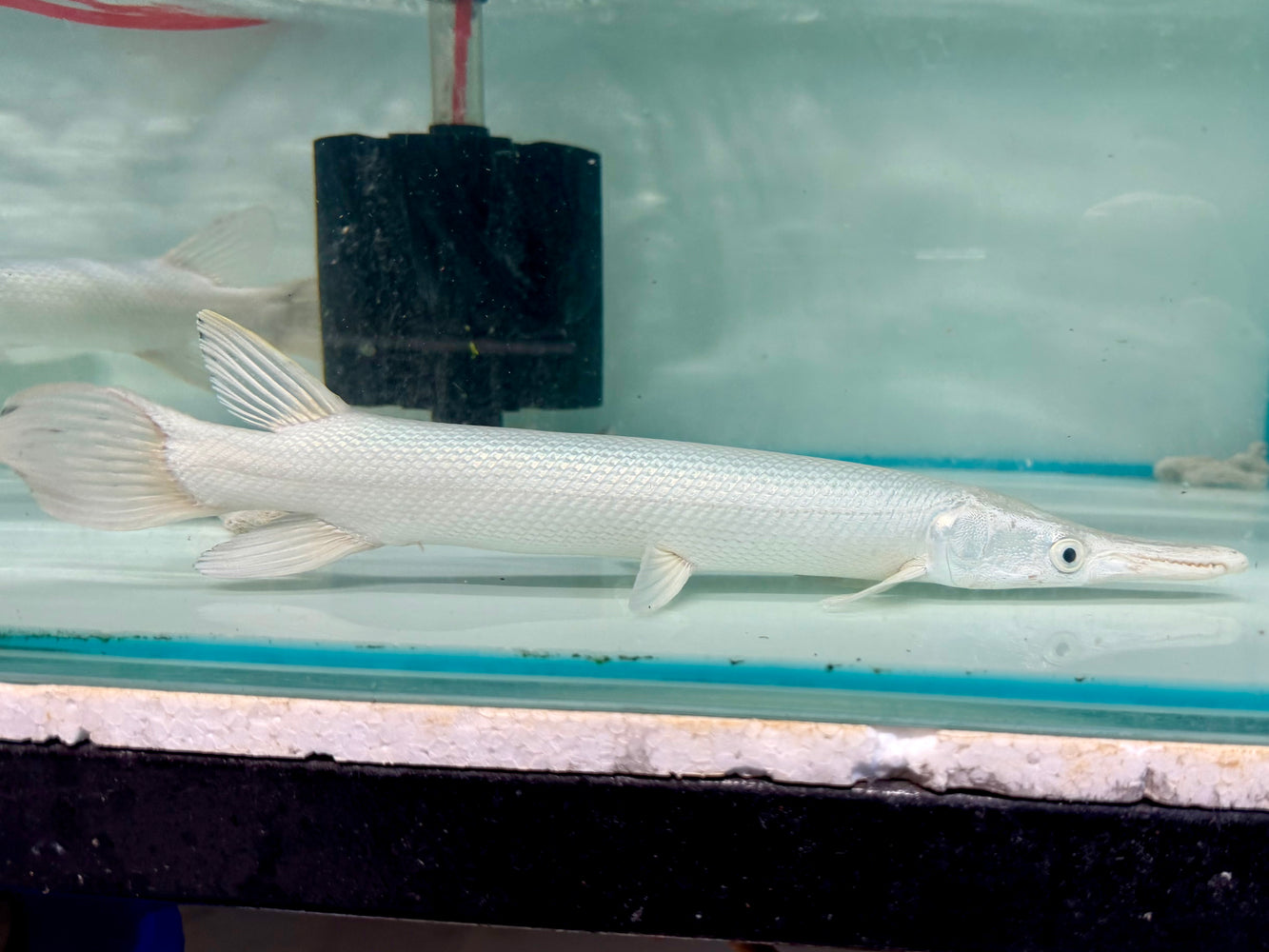 * Other Species * Atractosteus spatula “SNOW” (SNOW Alligator Gar) 25-35cm