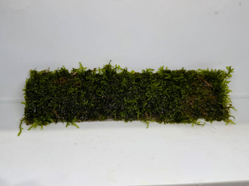 * Plants* Java Moss on Mesh #JMM