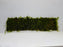 * Plants* Java Moss on Mesh #JMM