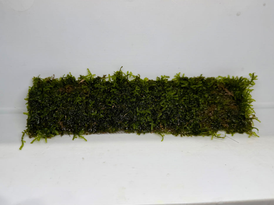 * Plants* Java Moss on Mesh #JMM