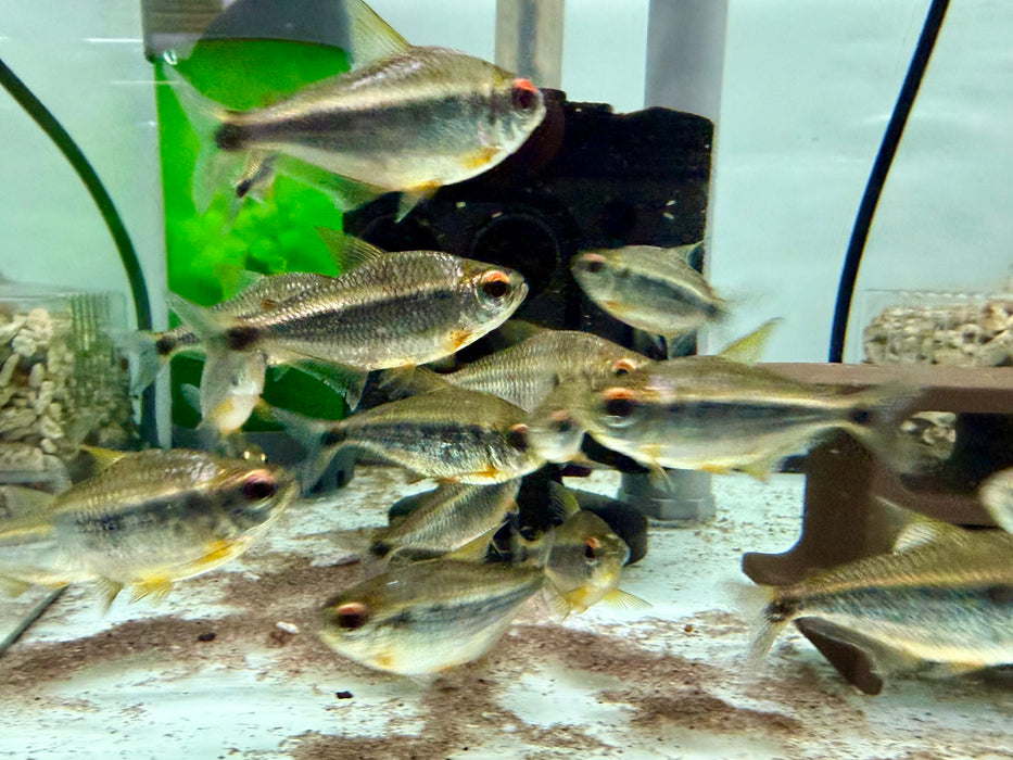 * Tetra/Barb  * Moenkhausia Heikoi XL (6-8cm)