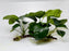 * Plants* Anubias Nana On Spiderwood #55