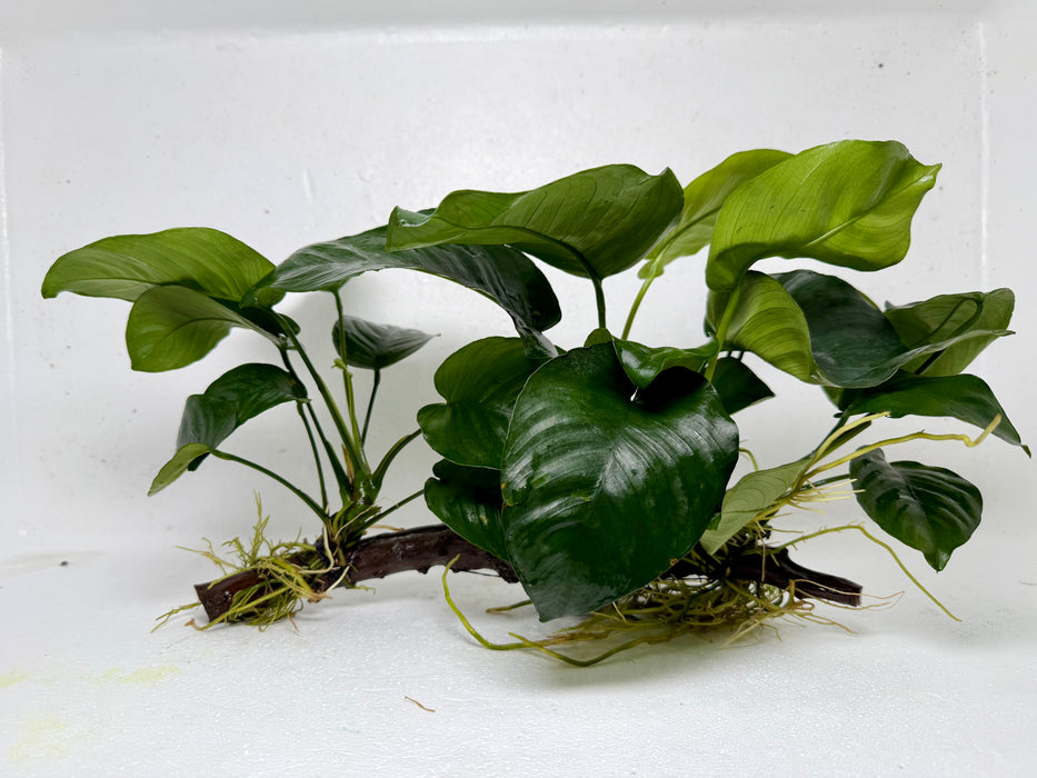 * Plants* Anubias Nana On Spiderwood #55