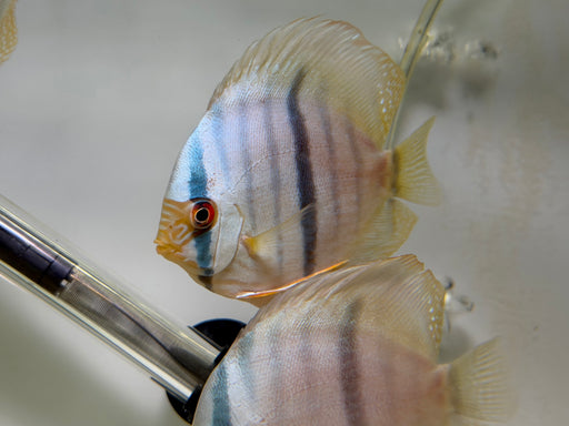 * Discus/Angelfish * Nhamunda Blue Moon Heckel WILD
