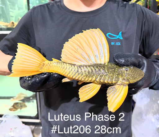 * Pleco *  Hypostomus Luteus phase 2 28cm #P206 (Actual Piece)