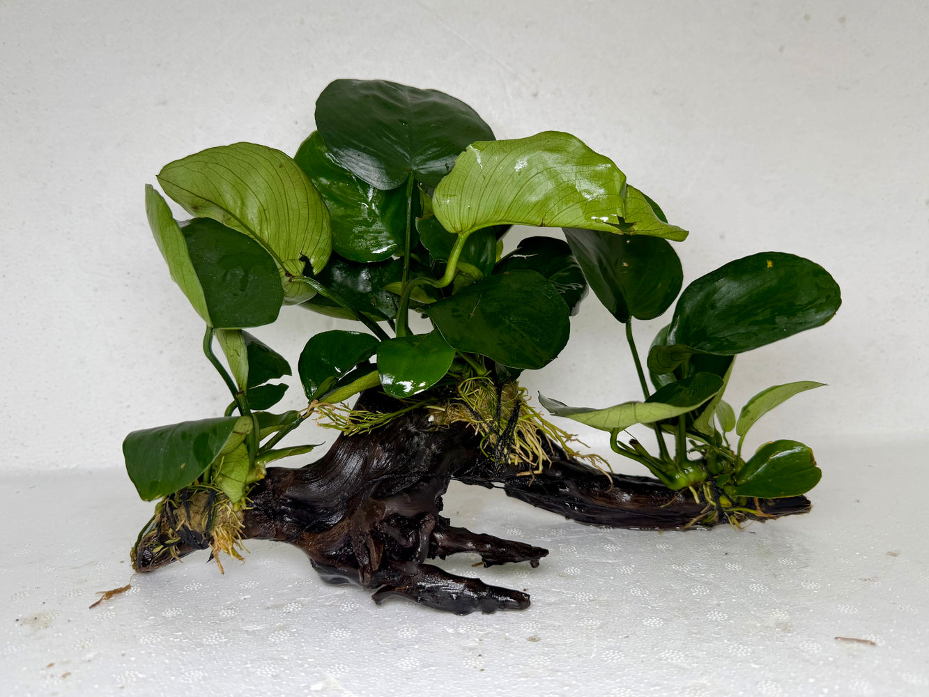 * Plants* Anubias Nana on Spiderwood #74