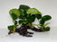 * Plants* Anubias Nana on Spiderwood #74