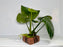 * Plants* Anubias Nana on Rock #05