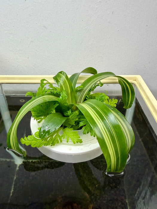 * Plants* Plant Floater & Plants #03