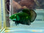 * Betta * HMPK (Actual Fish) #35