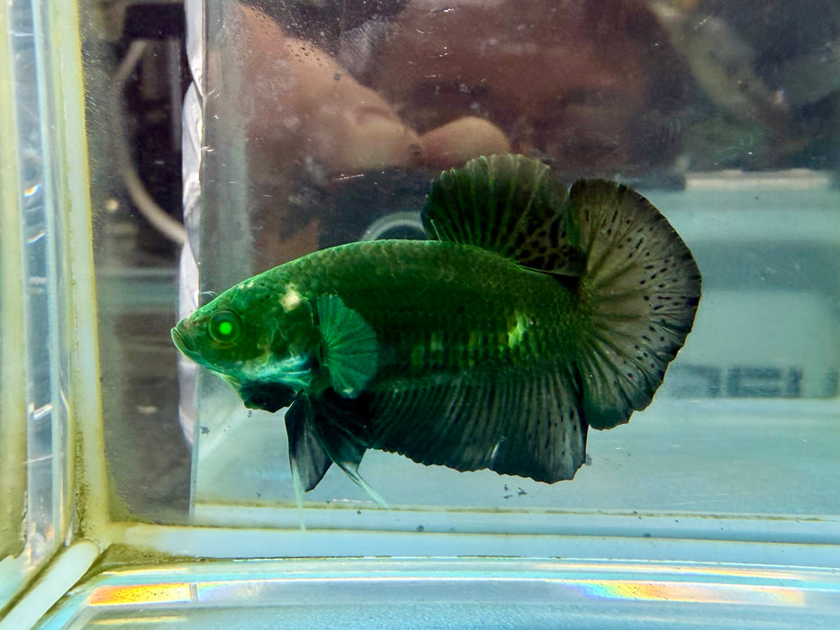 * Betta * HMPK (Actual Fish) #35