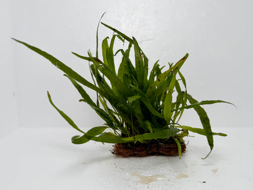 * Plants* Narrow Leaf Fern on coco fibre #NLF01