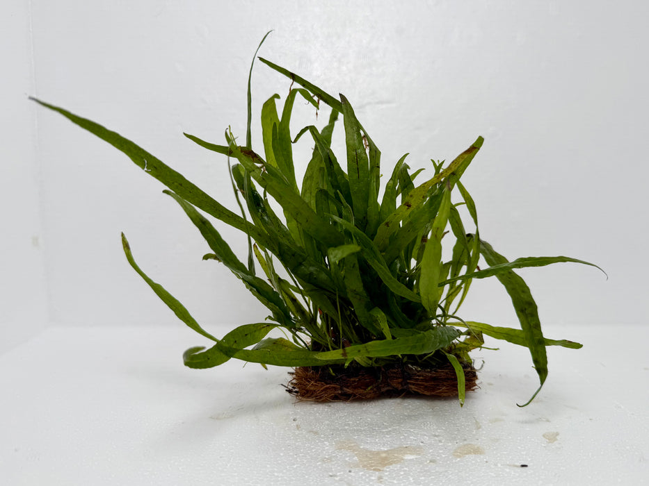 * Plants* Narrow Leaf Fern on coco fibre #NLF01