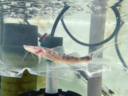 * Catfish *  Brachyplatystoma tigrinum (Tigrinus Catfish) 8-10cm