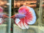 * Betta * Elephant Ear (Dumbo) Halfmoon (Actual Fish) #02