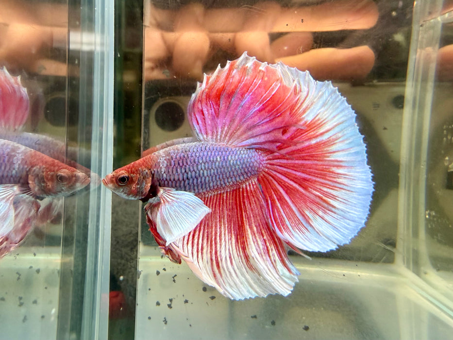 * Betta * Elephant Ear (Dumbo) Halfmoon (Actual Fish) #02