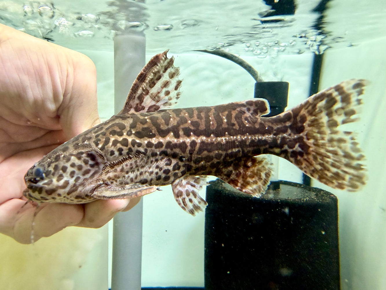 * Catfish * Liosomadoras oncinus "Jaguar Catfish" 16cm #JCB15