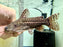 * Catfish * Liosomadoras oncinus "Jaguar Catfish" 16cm #JCB15