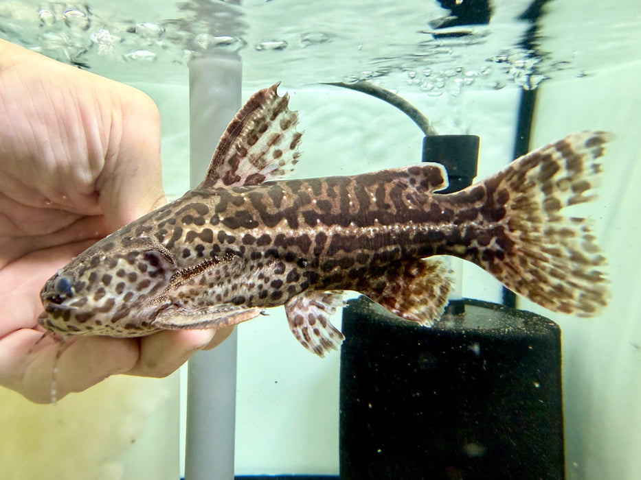 * Catfish * Liosomadoras oncinus "Jaguar Catfish" 16cm #JCB15