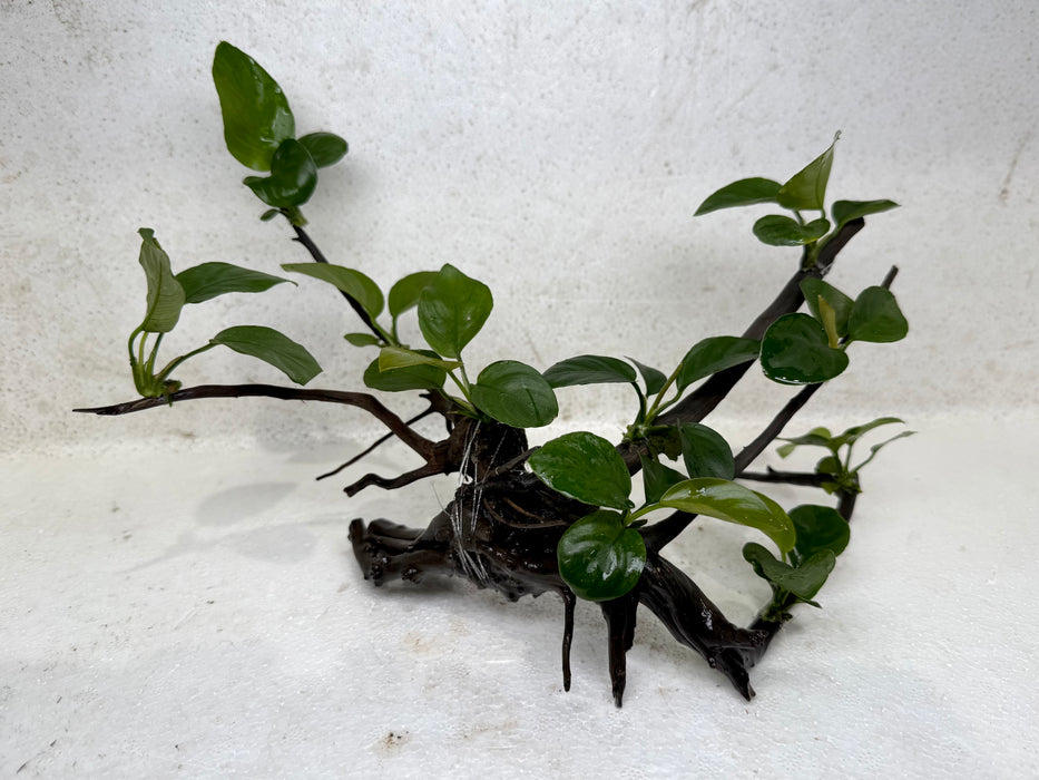 * Plants* Anubias Nana Bonsai #30