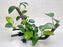 * Plants* Anubias Nana Bonsai #01
