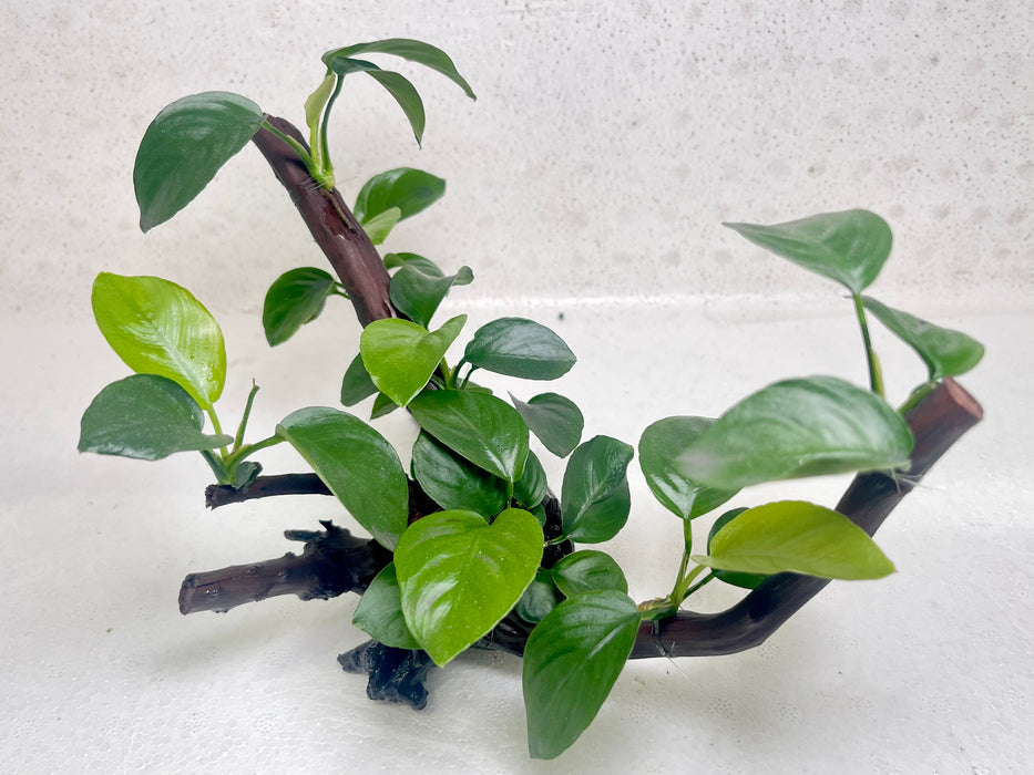 * Plants* Anubias Nana Bonsai #01
