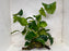 * Plants * Anubias Nana on Spiderwood #141