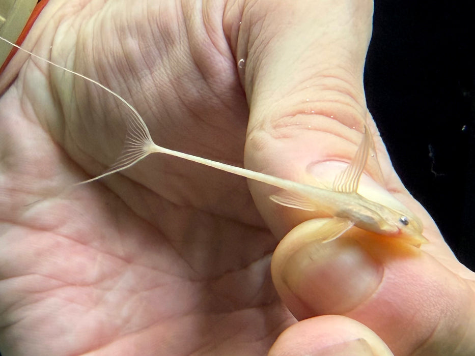 * Pleco *  Sturisoma sp. “Golden” (Golden Royal Whiptail) 5-6cm