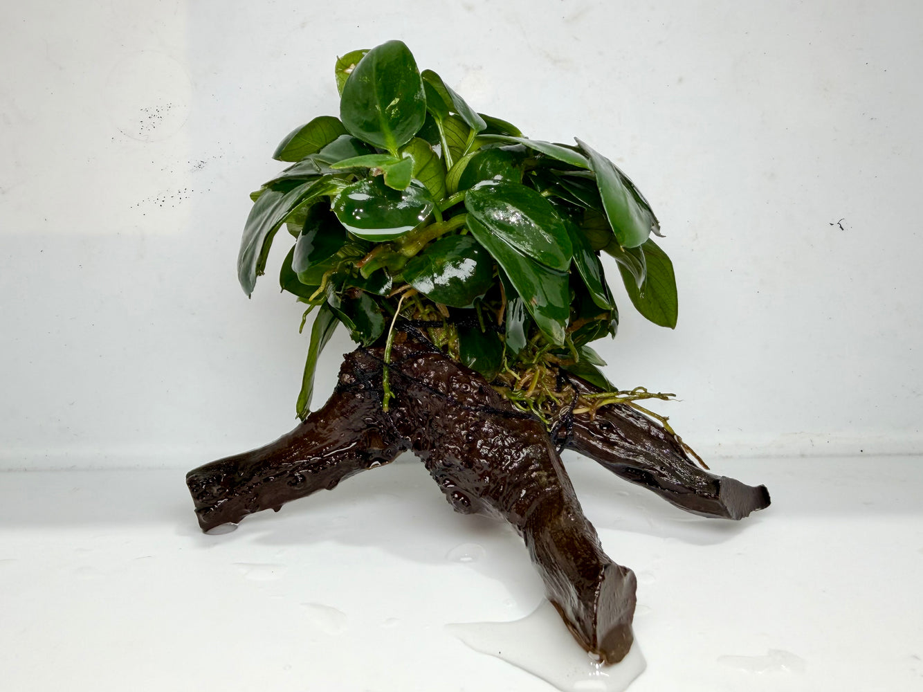 * Plants * Anubias Nana on Spiderwood #148