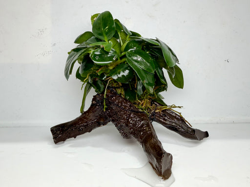 * Plants * Anubias Nana on Spiderwood #148