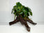 * Plants * Anubias Nana on Spiderwood #148