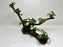 * Plants* Anubias Petite Nana Bonsai #11