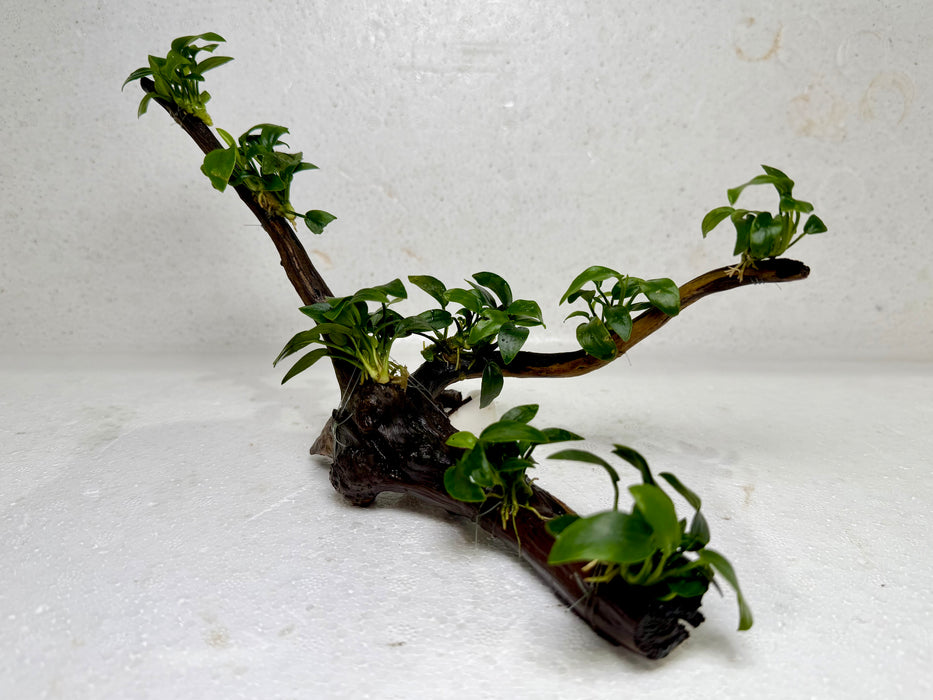 * Plants* Anubias Petite Nana Bonsai #11