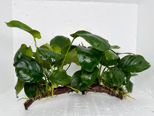 * Plants * Anubias Nana on Spiderwood #145