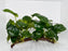 * Plants * Anubias Nana on Spiderwood #145