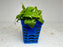 * Plants* Anubias Mini Golden Nana in Pot #AMGP