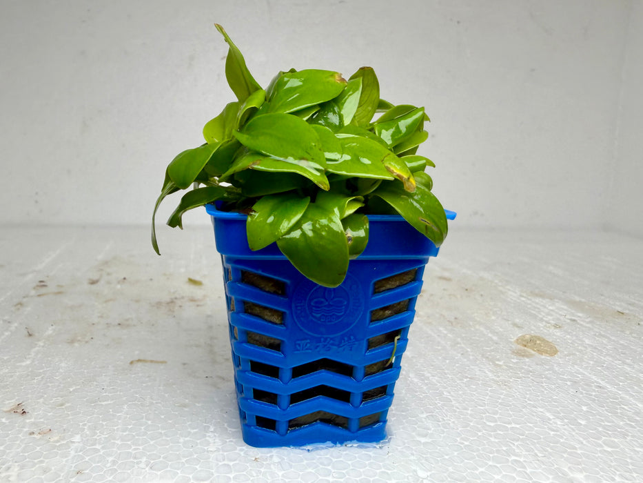 * Plants* Anubias Mini Golden Nana in Pot #AMGP
