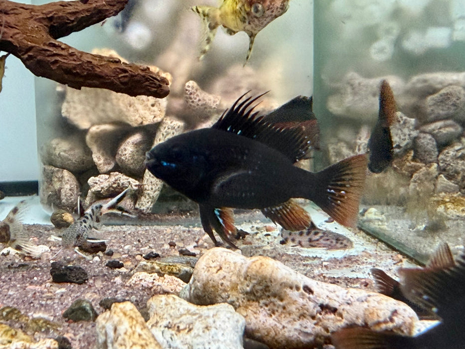 * Cichlids * Mikrogeophagus Ramirezi "Dark knight" Black ram