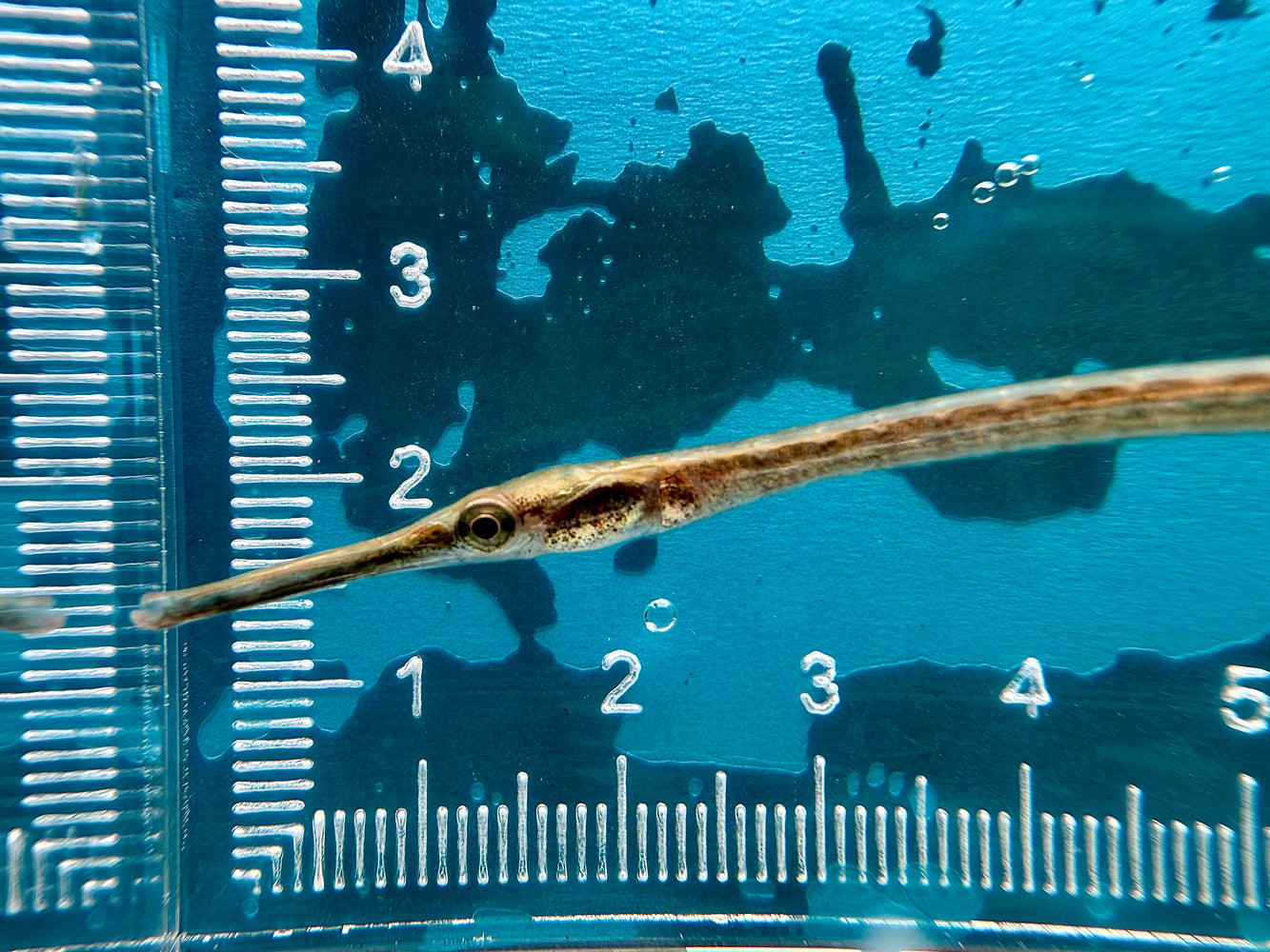 * Other Species * Microphis Aculeatus “Nigeria” (African Freshwater Pipefish)