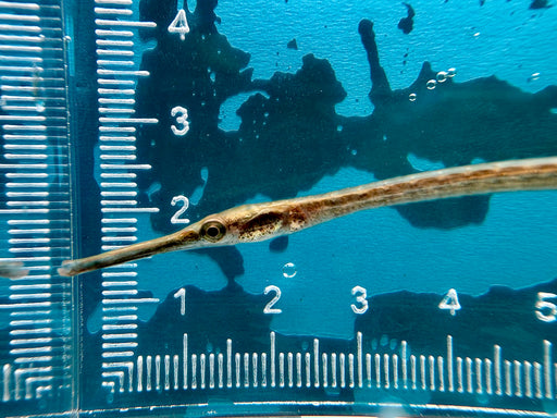 * Other Species * Microphis Aculeatus “Nigeria” (African Freshwater Pipefish)