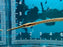 * Other Species * Microphis Aculeatus “Nigeria” (African Freshwater Pipefish)