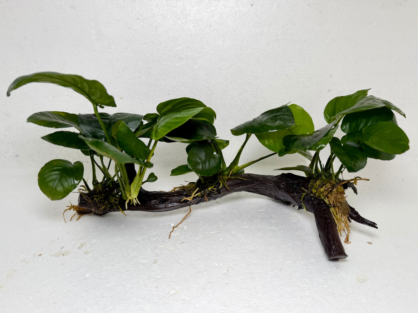 * Plants* Anubias Nana on Spiderwood #71