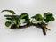 * Plants* Anubias Nana on Spiderwood #71