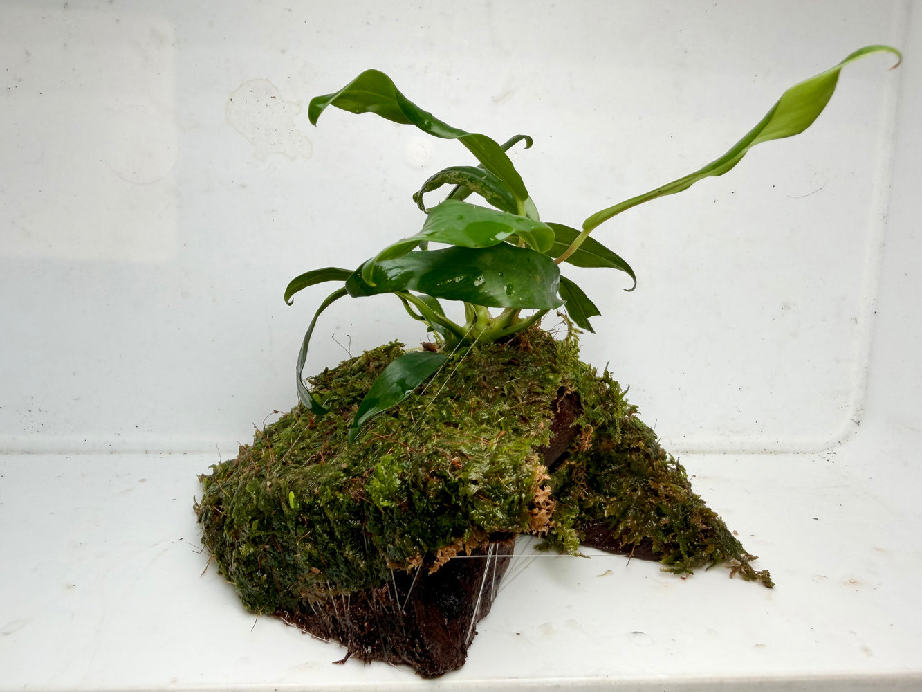 * Plants * Anubias + Moss on driftwood #AMD02