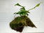 * Plants * Anubias + Moss on driftwood #AMD02