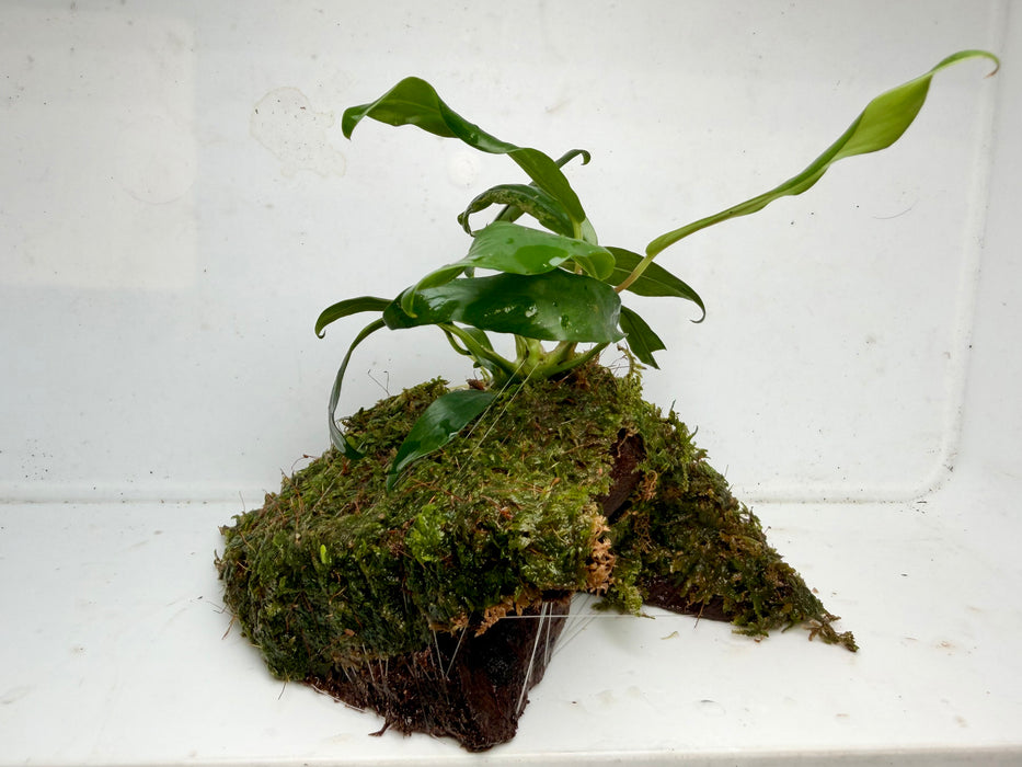 * Plants * Anubias + Moss on driftwood #AMD02